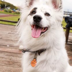 真皮寵物名牌｜鑰匙名牌 的另一種觀點