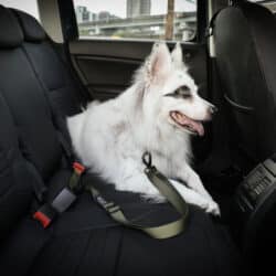 寵物兩用車載安全帶牽繩 的另一種觀點